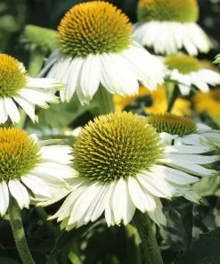Fast Growing Trees PowWow® White Coneflower (Echinacea) See All Shrubs & Hedges 6 Fast Growing Trees PowWow® White Coneflower (Echinacea) See All Shrubs & Hedges