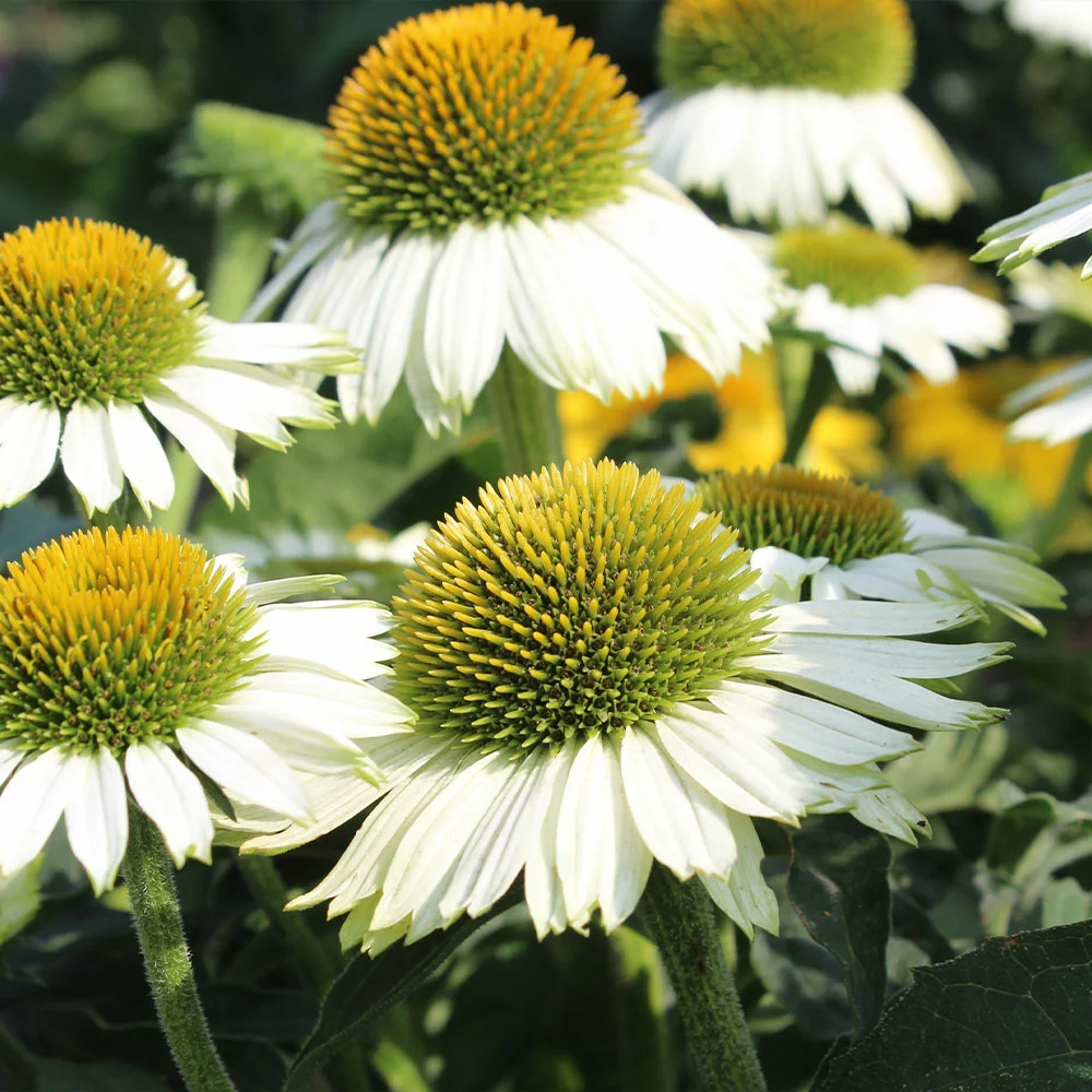 Fast Growing Trees PowWow® White Coneflower (Echinacea) See All Shrubs & Hedges 4 Fast Growing Trees PowWow® White Coneflower (Echinacea) See All Shrubs & Hedges