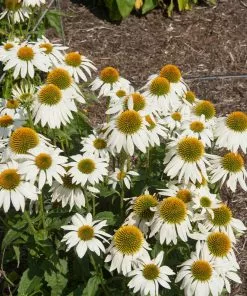 Fast Growing Trees PowWow® White Coneflower (Echinacea) See All Shrubs & Hedges 7 Fast Growing Trees PowWow® White Coneflower (Echinacea) See All Shrubs & Hedges