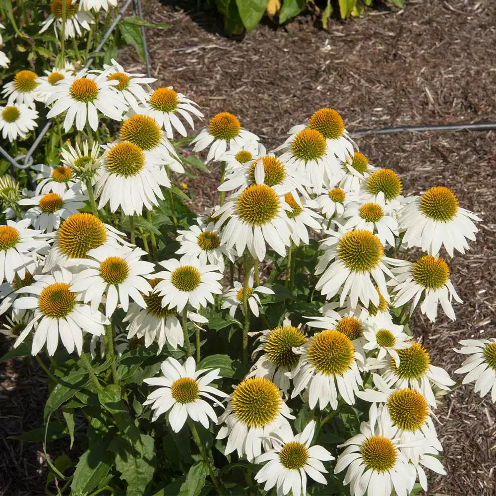 Fast Growing Trees PowWow® White Coneflower (Echinacea) See All Shrubs & Hedges 5 Fast Growing Trees PowWow® White Coneflower (Echinacea) See All Shrubs & Hedges