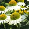 Fast Growing Trees PowWow® White Coneflower (Echinacea) See All Shrubs & Hedges 2 Fast Growing Trees PowWow® White Coneflower (Echinacea) See All Shrubs & Hedges