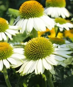 Fast Growing Trees PowWow® White Coneflower (Echinacea) See All Shrubs & Hedges