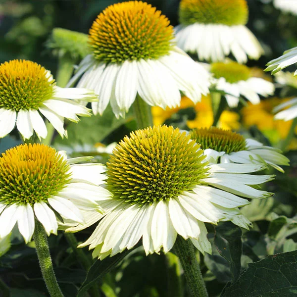 Fast Growing Trees PowWow® White Coneflower (Echinacea) See All Shrubs & Hedges 3 Fast Growing Trees PowWow® White Coneflower (Echinacea) See All Shrubs & Hedges