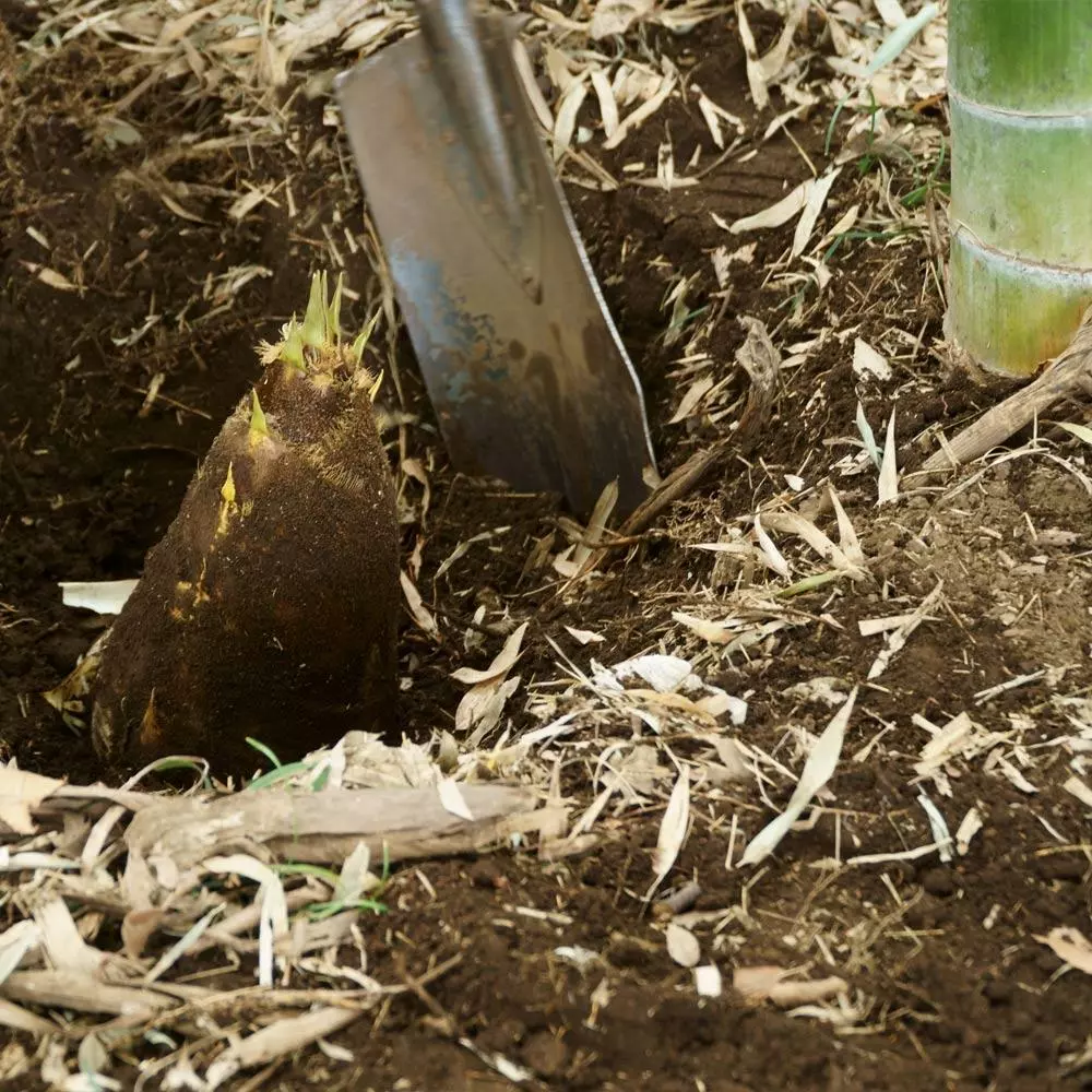 Fast Growing Trees Bamboo Trees Edible Bamboo Plant 6 Fast Growing Trees Bamboo Trees Edible Bamboo Plant