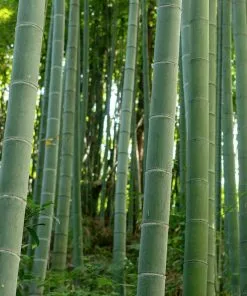 Fast Growing Trees Bamboo Trees Edible Bamboo Plant 8 Fast Growing Trees Bamboo Trees Edible Bamboo Plant