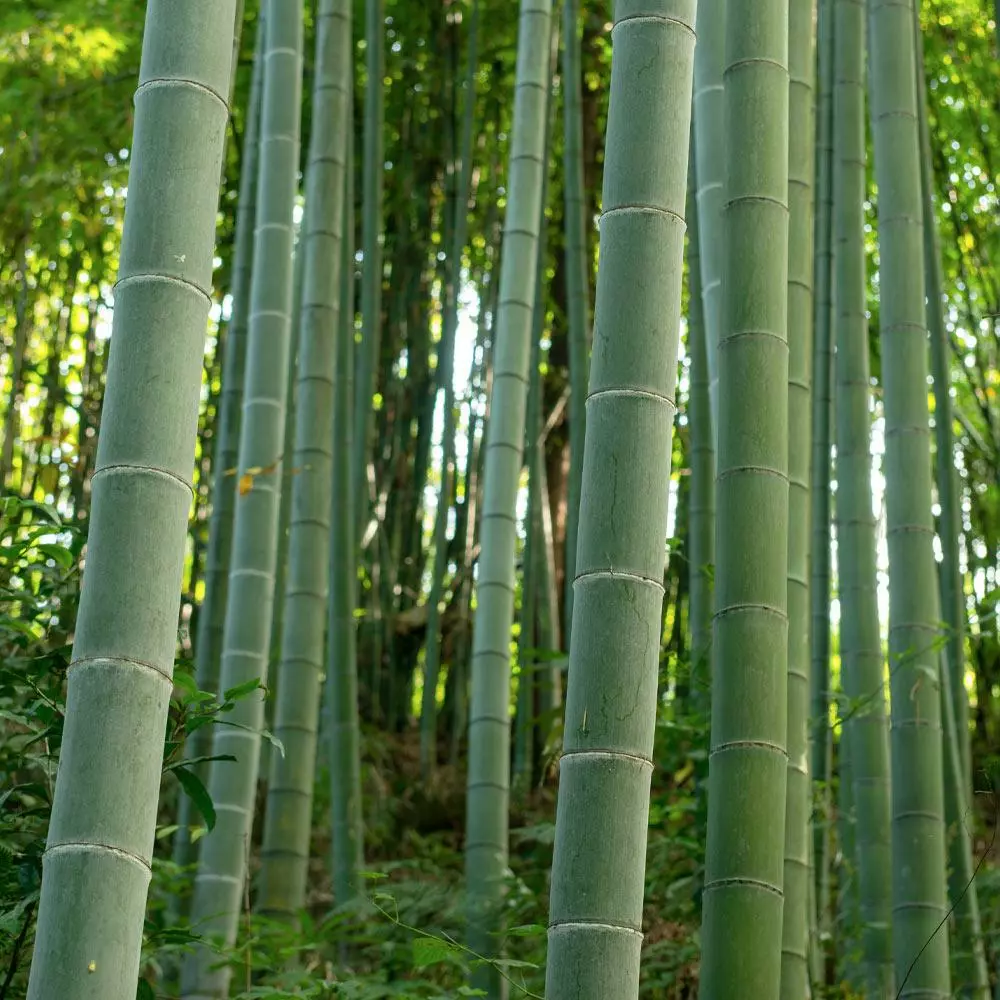 Fast Growing Trees Bamboo Trees Edible Bamboo Plant 5 Fast Growing Trees Bamboo Trees Edible Bamboo Plant