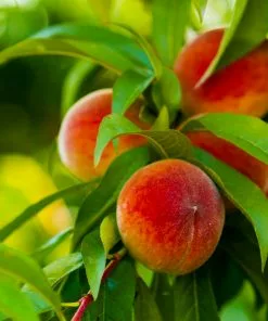 Fast Growing Trees Elberta Peach Tree 9 Fast Growing Trees Elberta Peach Tree