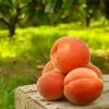 Fast Growing Trees See All Fruit Trees Elberta Peach Tree 1 Fast Growing Trees See All Fruit Trees Elberta Peach Tree