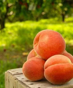 Fast Growing Trees Peach Trees Elberta Peach Tree