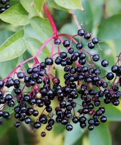Fast Growing Trees Elderberry Plant