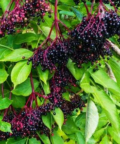 Fast Growing Trees Elderberry Plant