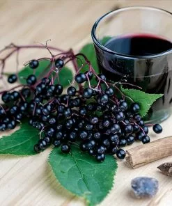 Fast Growing Trees Elderberry Plant