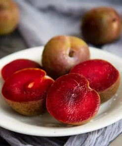 Fast Growing Trees Plum Trees Elephant Heart Plum Tree 8 Fast Growing Trees Plum Trees Elephant Heart Plum Tree