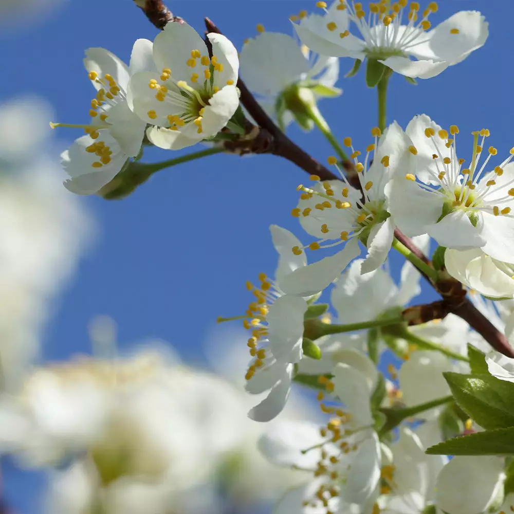 Fast Growing Trees Plum Trees Elephant Heart Plum Tree 6 Fast Growing Trees Plum Trees Elephant Heart Plum Tree
