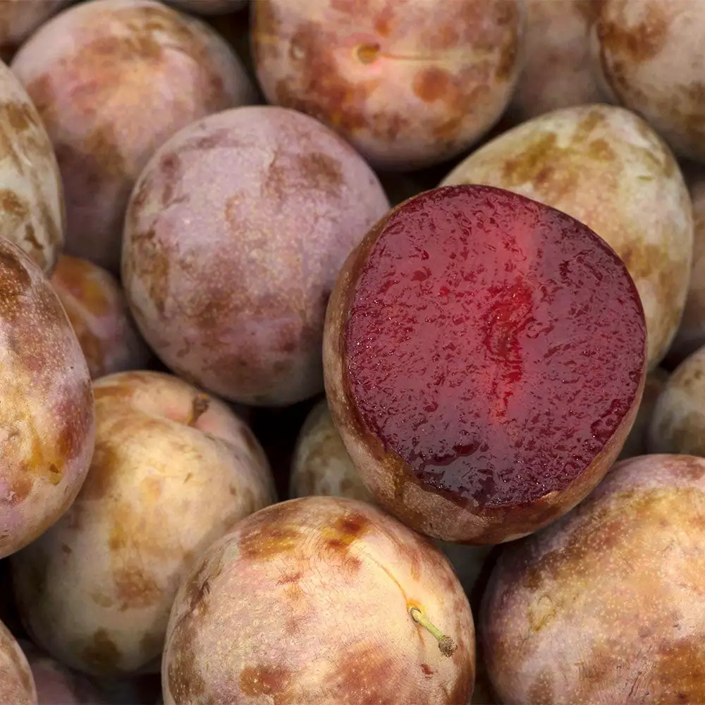 Fast Growing Trees Plum Trees Elephant Heart Plum Tree 4 Fast Growing Trees Plum Trees Elephant Heart Plum Tree