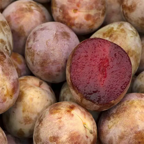 Fast Growing Trees Plum Trees Elephant Heart Plum Tree 3 Fast Growing Trees Plum Trees Elephant Heart Plum Tree