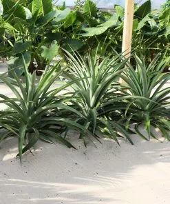 Fast Growing Trees See All Fruit Trees Elite Gold Pineapple 9 Fast Growing Trees See All Fruit Trees Elite Gold Pineapple