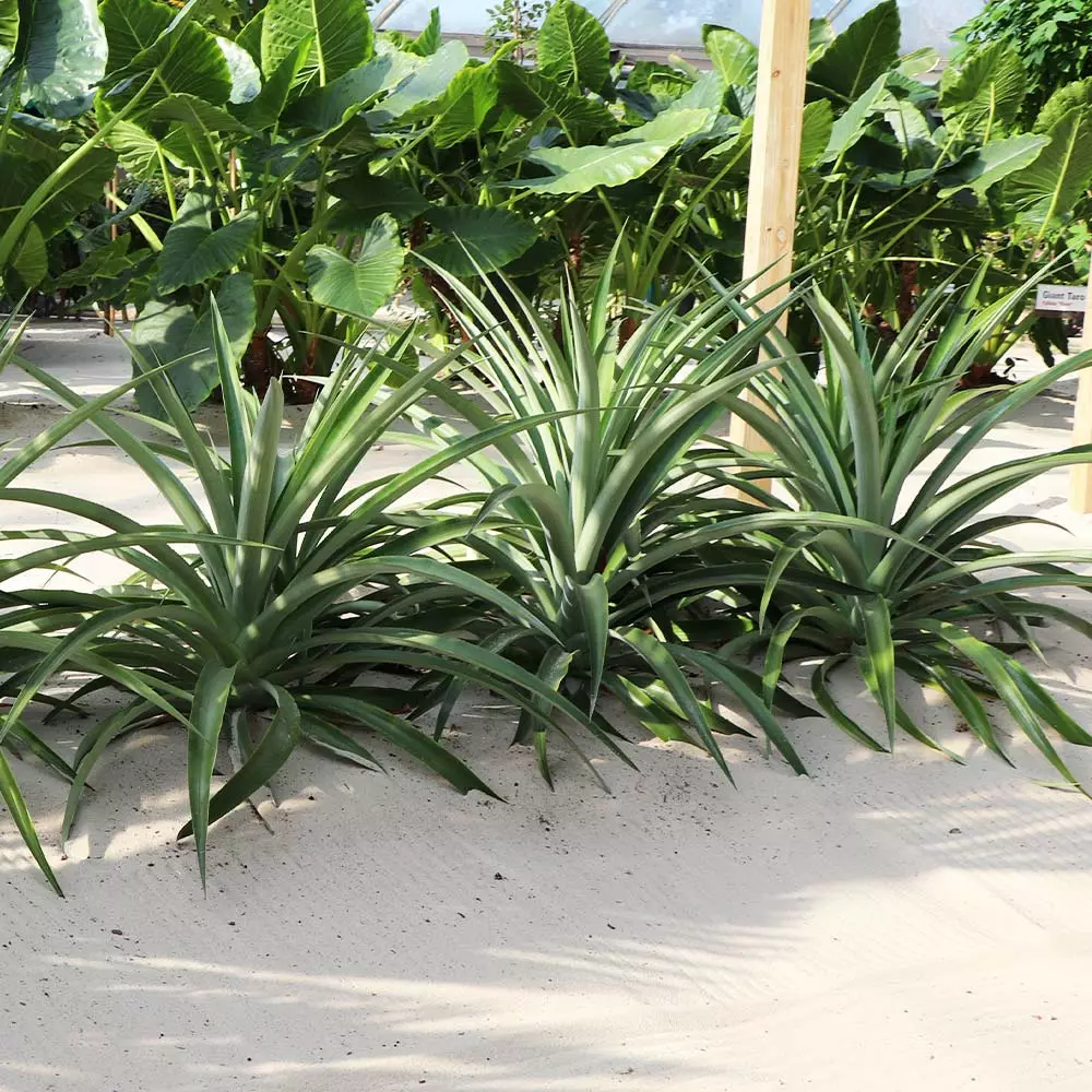 Fast Growing Trees See All Fruit Trees Elite Gold Pineapple 6 Fast Growing Trees See All Fruit Trees Elite Gold Pineapple