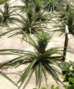 Fast Growing Trees See All Fruit Trees Elite Gold Pineapple 8 Fast Growing Trees See All Fruit Trees Elite Gold Pineapple