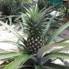 Fast Growing Trees See All Fruit Trees Elite Gold Pineapple 1 Fast Growing Trees See All Fruit Trees Elite Gold Pineapple