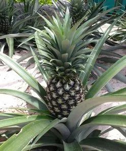 Fast Growing Trees See All Fruit Trees Elite Gold Pineapple
