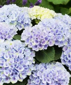 Fast Growing Trees Elizabeth Ashley Hydrangea Shrub Hydrangea Shrubs 8 Fast Growing Trees Elizabeth Ashley Hydrangea Shrub Hydrangea Shrubs