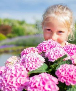Fast Growing Trees Elizabeth Ashley Hydrangea Shrub Hydrangea Shrubs 9 Fast Growing Trees Elizabeth Ashley Hydrangea Shrub Hydrangea Shrubs