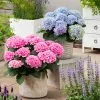 Fast Growing Trees Elizabeth Ashley Hydrangea Shrub Hydrangea Shrubs 1 Fast Growing Trees Elizabeth Ashley Hydrangea Shrub Hydrangea Shrubs