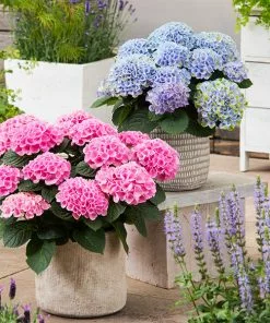 Fast Growing Trees Elizabeth Ashley Hydrangea Shrub Hydrangea Shrubs