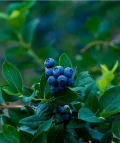 Fast Growing Trees Blueberry Bushes Elliot Blueberry Bush 8 Fast Growing Trees Blueberry Bushes Elliot Blueberry Bush