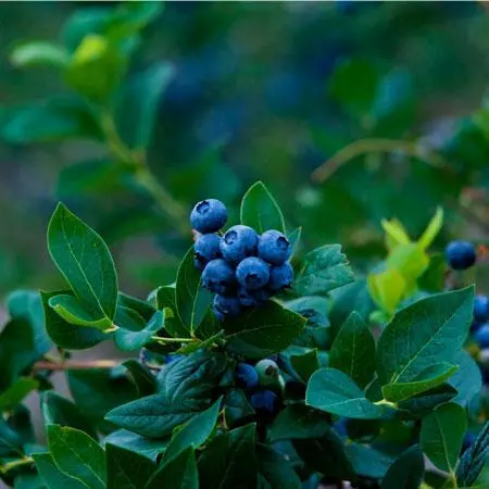 Fast Growing Trees Blueberry Bushes Elliot Blueberry Bush 5 Fast Growing Trees Blueberry Bushes Elliot Blueberry Bush