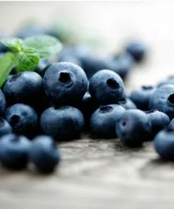 Fast Growing Trees Blueberry Bushes Elliot Blueberry Bush 9 Fast Growing Trees Blueberry Bushes Elliot Blueberry Bush