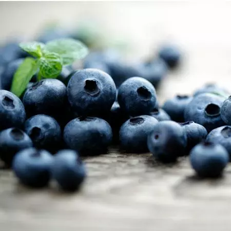 Fast Growing Trees Blueberry Bushes Elliot Blueberry Bush 6 Fast Growing Trees Blueberry Bushes Elliot Blueberry Bush