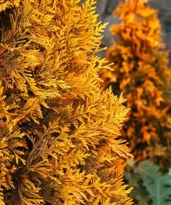 Fast Growing Trees Ember Waves® Western Arborvitae Tree