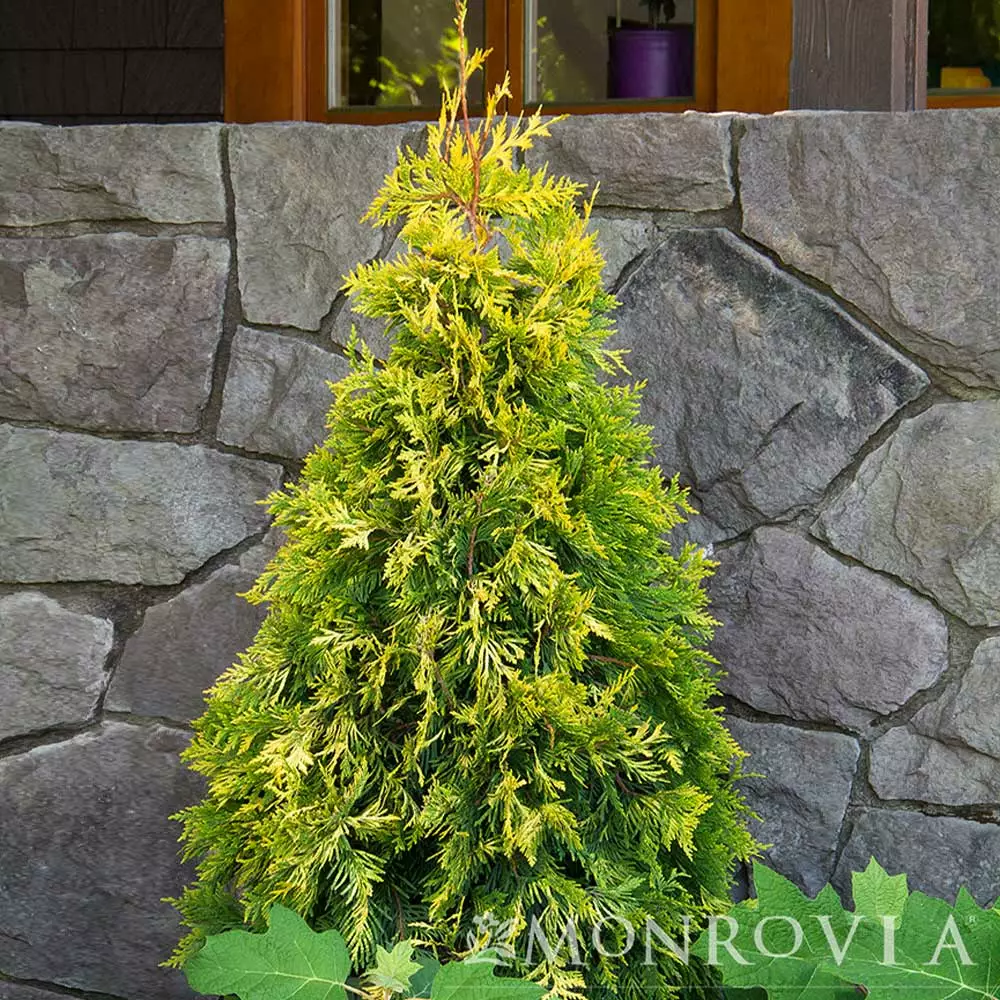 Fast Growing Trees Ember Waves® Western Arborvitae Tree 5 Fast Growing Trees Ember Waves® Western Arborvitae Tree