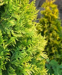 Fast Growing Trees Ember Waves® Western Arborvitae Tree 11 Fast Growing Trees Ember Waves® Western Arborvitae Tree