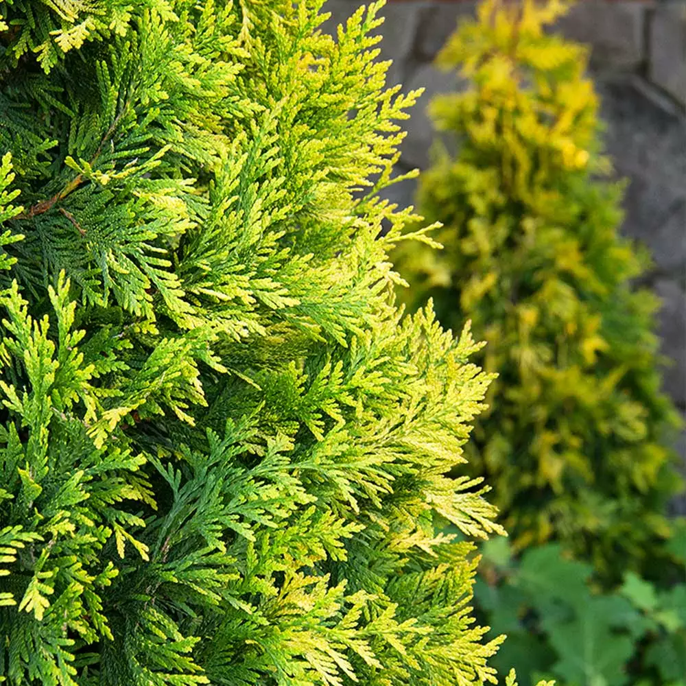 Fast Growing Trees Ember Waves® Western Arborvitae Tree 7 Fast Growing Trees Ember Waves® Western Arborvitae Tree