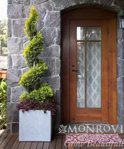 Fast Growing Trees Ember Waves® Western Arborvitae Tree 10 Fast Growing Trees Ember Waves® Western Arborvitae Tree