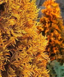 Fast Growing Trees Ember Waves® Western Arborvitae Tree