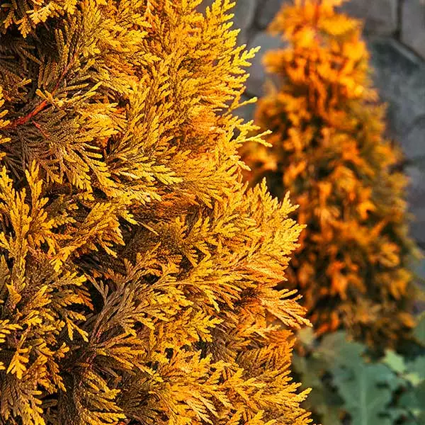 Fast Growing Trees Ember Waves® Western Arborvitae Tree 3 Fast Growing Trees Ember Waves® Western Arborvitae Tree