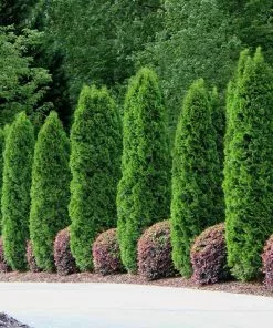 Fast Growing Trees Emerald Green Arborvitae