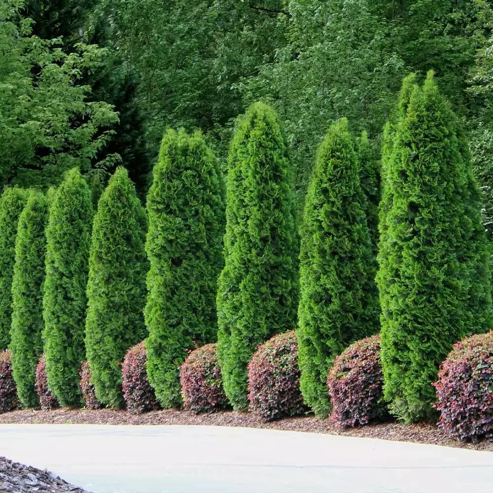 Fast Growing Trees Emerald Green Arborvitae 4 Fast Growing Trees Emerald Green Arborvitae