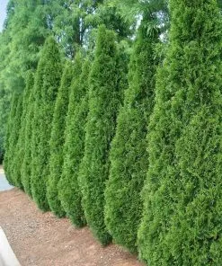 Fast Growing Trees Emerald Green Arborvitae 12 Fast Growing Trees Emerald Green Arborvitae