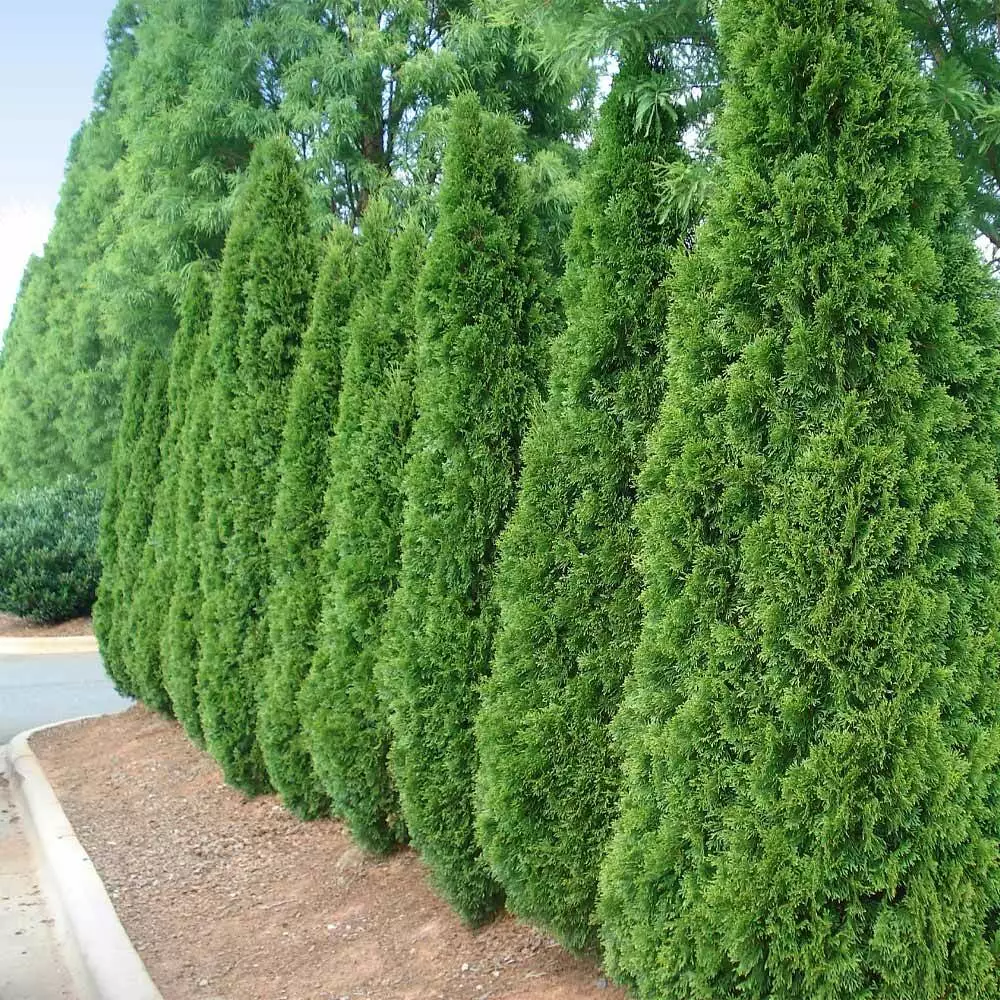 Fast Growing Trees Emerald Green Arborvitae 6 Fast Growing Trees Emerald Green Arborvitae
