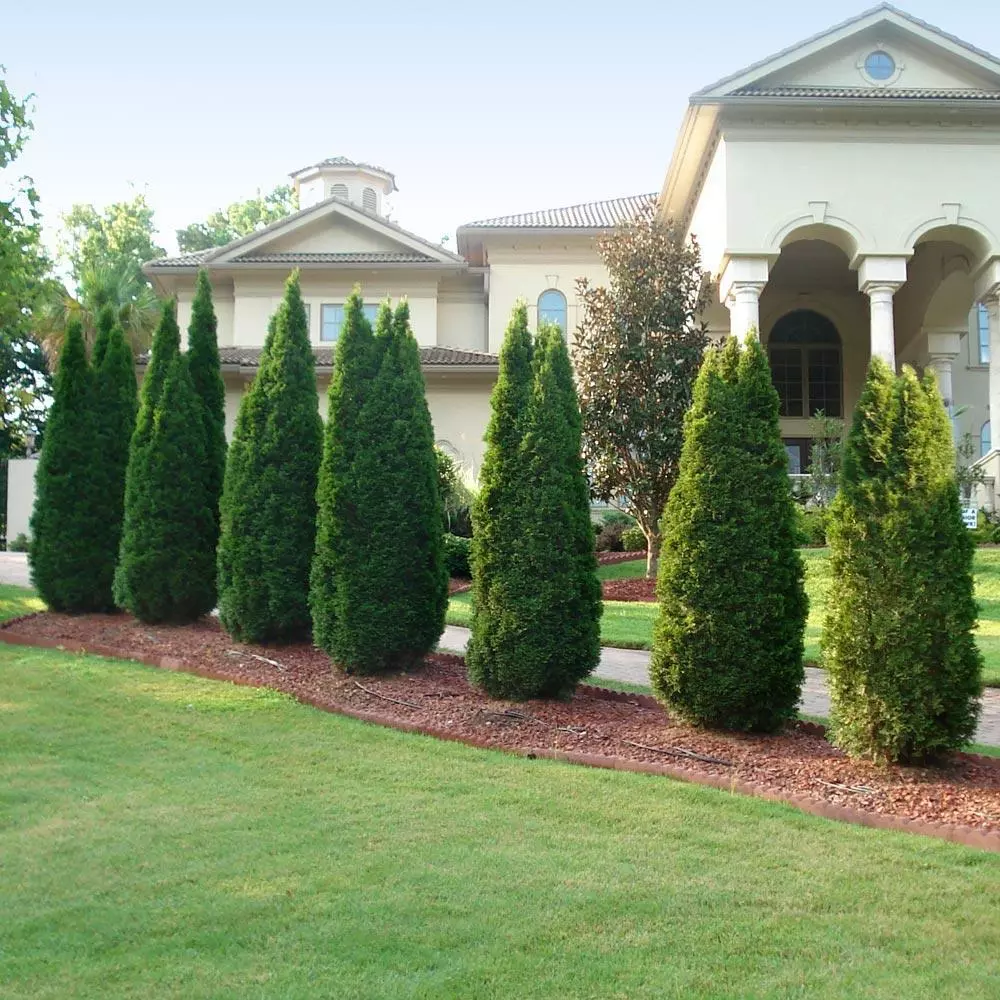 Fast Growing Trees Emerald Green Thuja Tree 6 Fast Growing Trees Emerald Green Thuja Tree