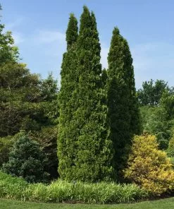 Fast Growing Trees Emerald Green Thuja Tree 11 Fast Growing Trees Emerald Green Thuja Tree