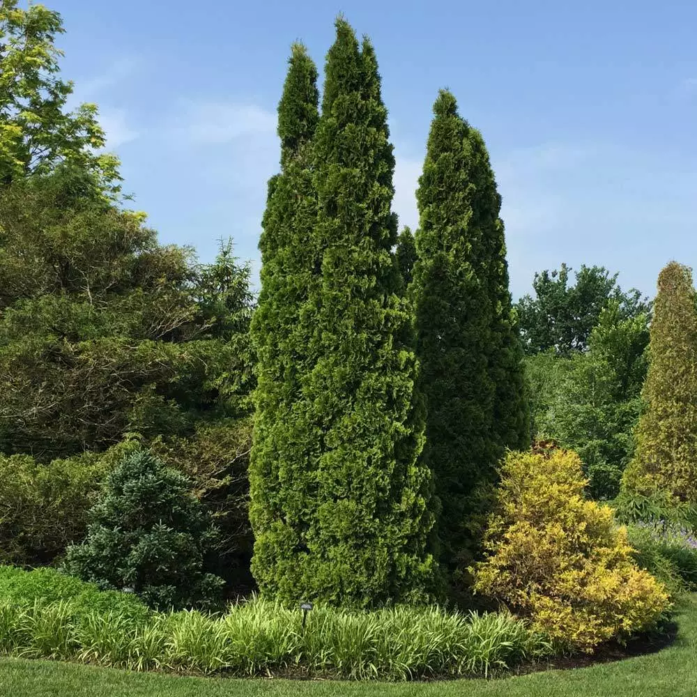 Fast Growing Trees Emerald Green Arborvitae 7 Fast Growing Trees Emerald Green Arborvitae