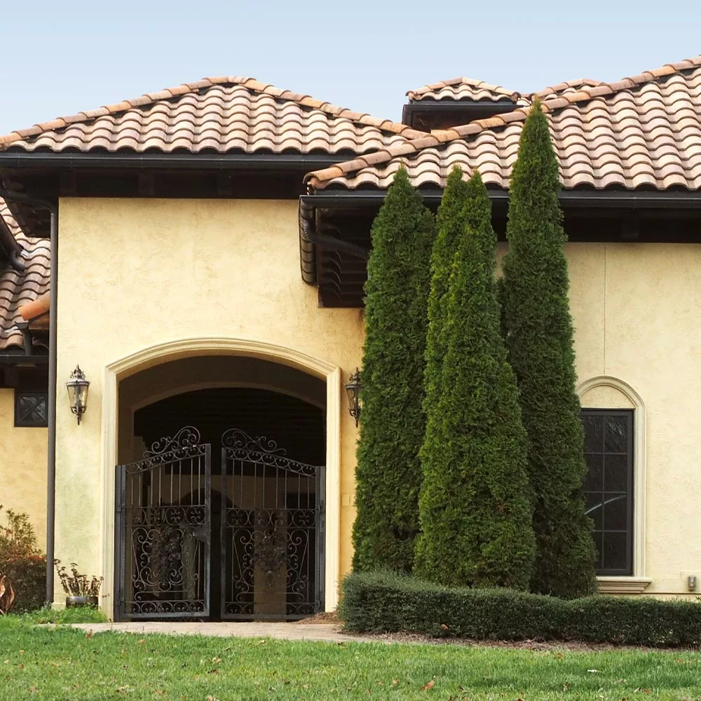 Fast Growing Trees Emerald Green Arborvitae 8 Fast Growing Trees Emerald Green Arborvitae