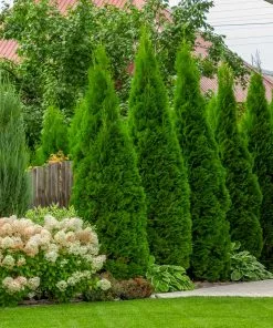 Fast Growing Trees Emerald Green Arborvitae 11 Fast Growing Trees Emerald Green Arborvitae