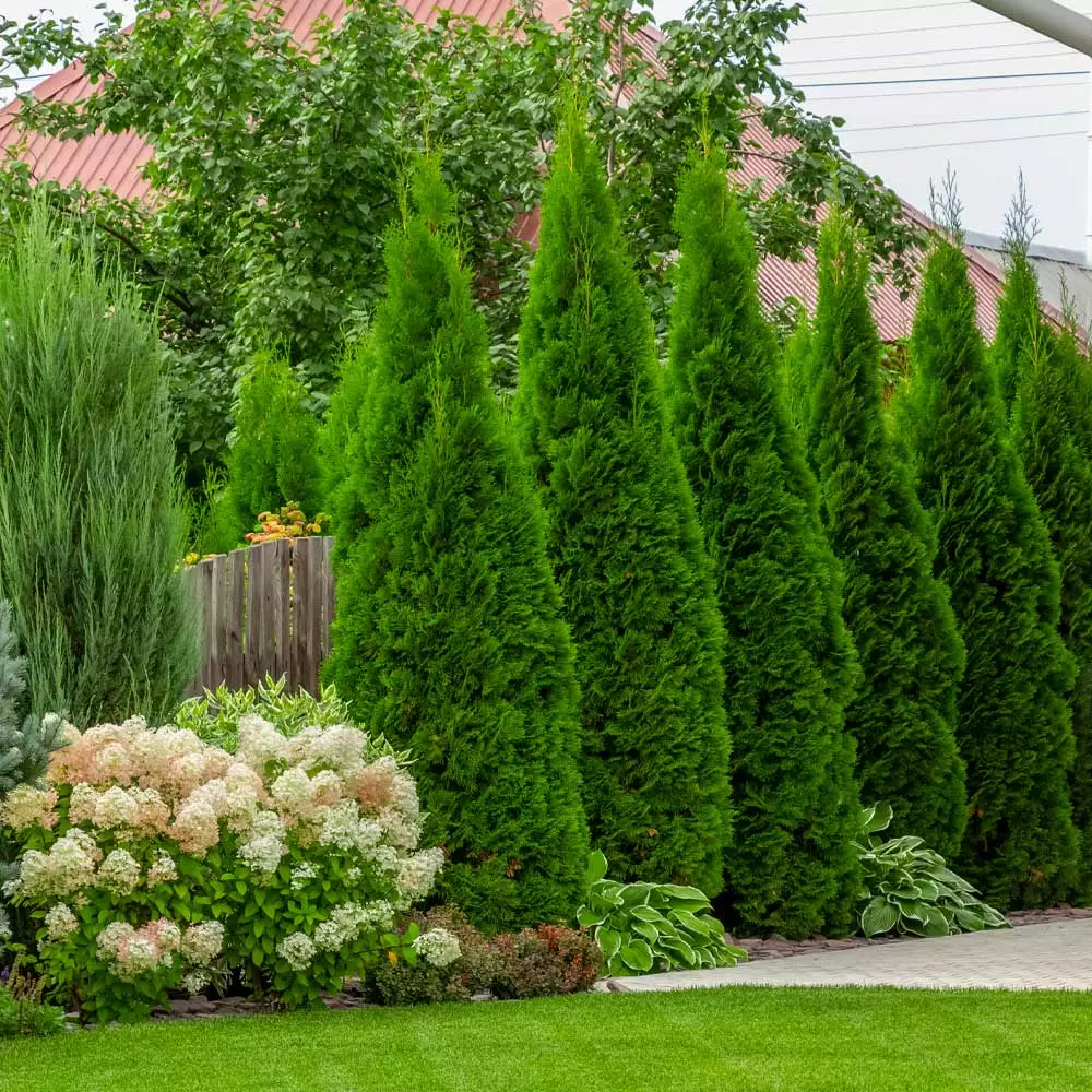 Fast Growing Trees Emerald Green Arborvitae 5 Fast Growing Trees Emerald Green Arborvitae